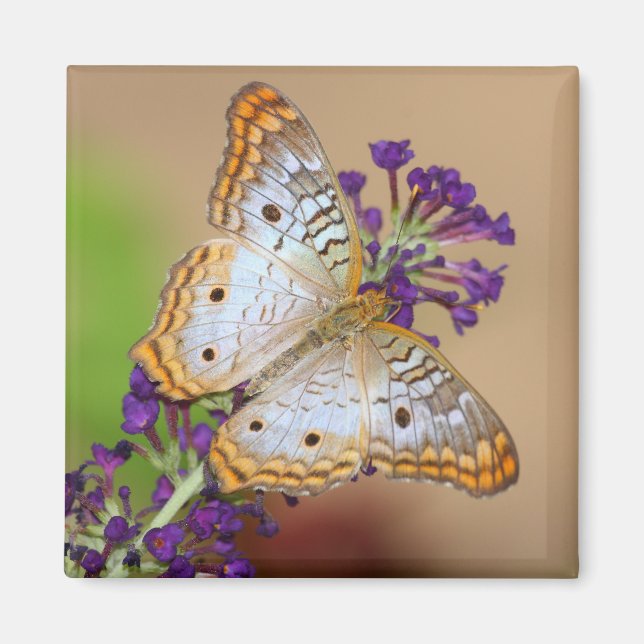 Aimant Papillon Peacock blanc sur Fleurs violettes (Devant)