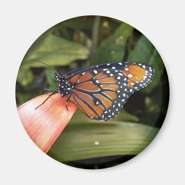 Aimant papillon Queen (Devant)