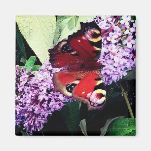 Aimant Papillon rouge