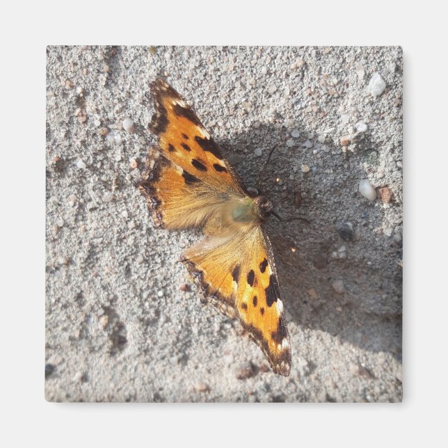 Aimant Papillon sous le soleil (Devant)
