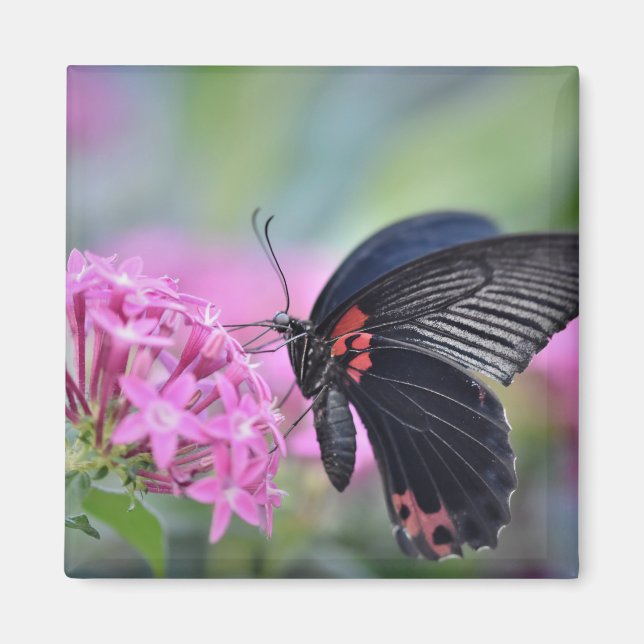 Aimant Papillon sur fleur (Devant)