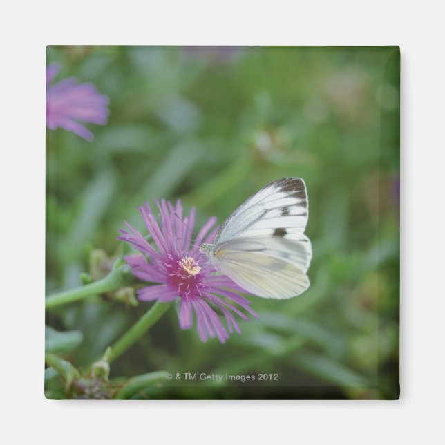 Aimant Papillon sur fleur (Devant)