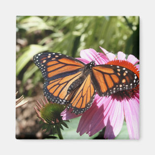 Aimant Papillon sur fleur rouge