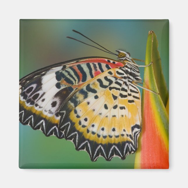 Aimant Papillon sur fleur tropicale (Devant)