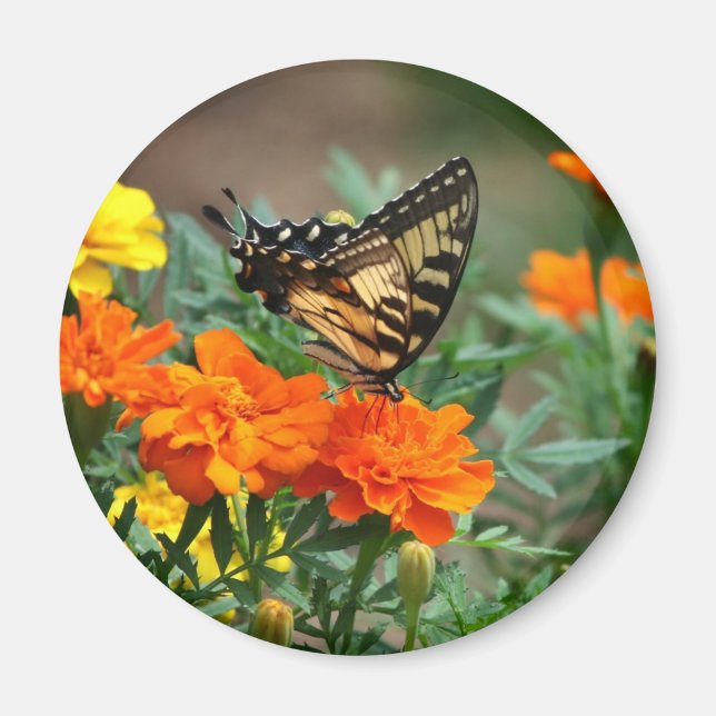 Aimant Papillon sur Fleurs Orange et Jaune (Devant)