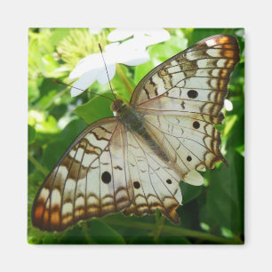 Aimant Papillon sur Jasmin Photographie de la nature trop