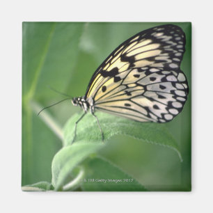 Aimant Papillon sur la feuille