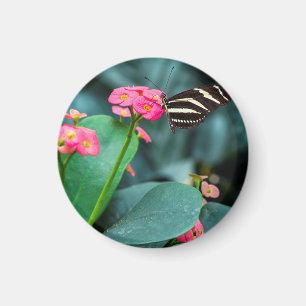 Aimant Papillon sur photographie de fleur rose