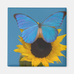 Aimant Papillon sur tournesol