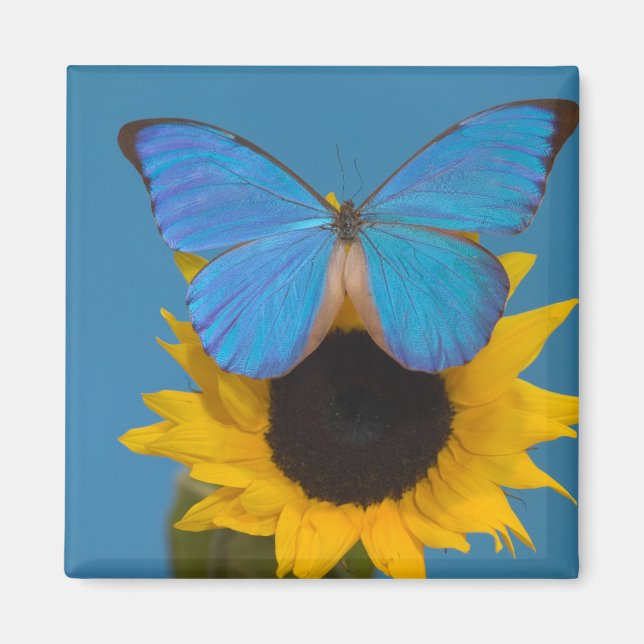 Aimant Papillon sur tournesol (Devant)