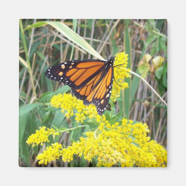 Aimant Papillon sur une fleur (Devant)
