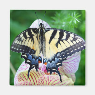 Aimant Papillon Swallowtail