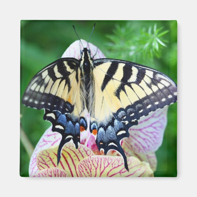 Aimant Papillon Swallowtail (Devant)
