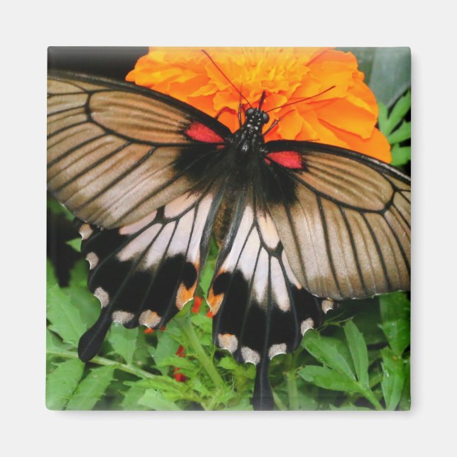 Aimant Papillon Swallowtail (Devant)