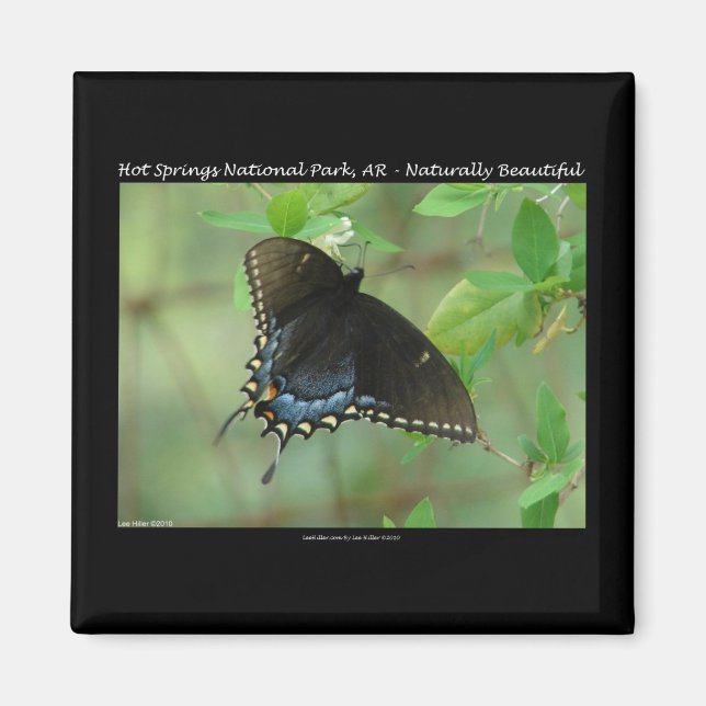 Aimant Papillon swallowtail du Parc national de Hot Sprin (Devant)