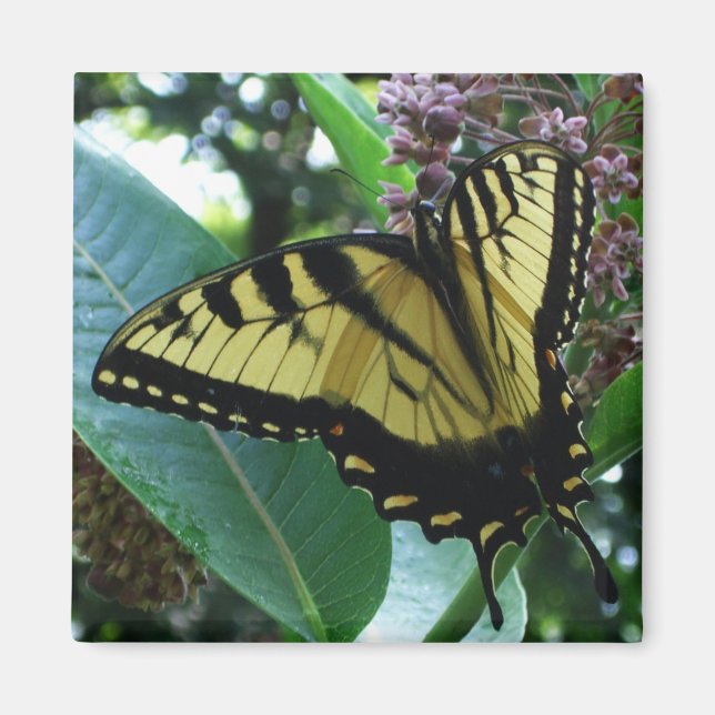 Aimant Papillon Swallowtail I sur Asclépiade à Shenandoah (Devant)