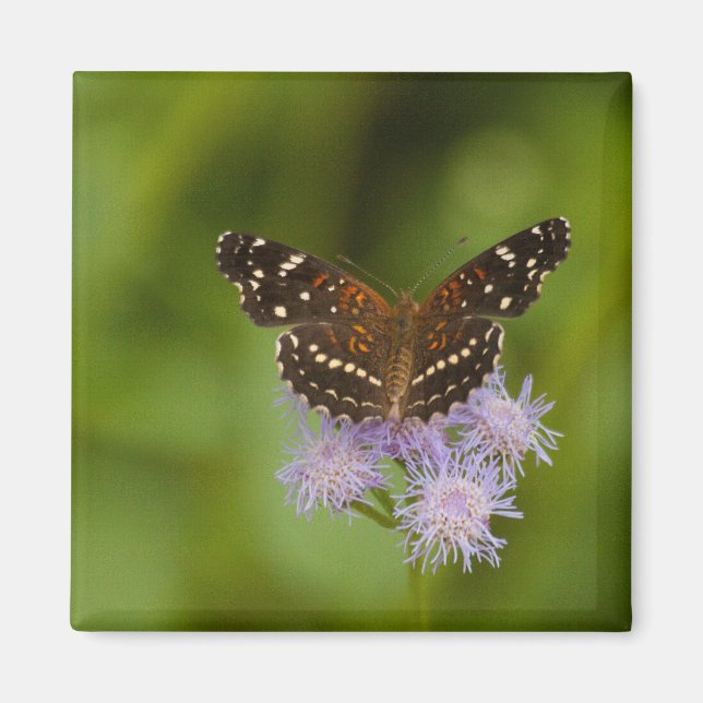 Aimant Papillon texan croissant (Devant)