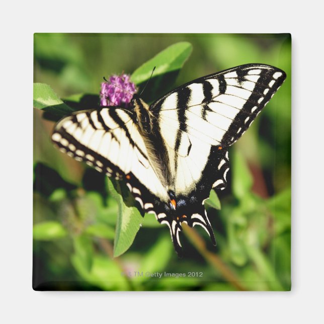 Aimant Papillon Tiger Swallowtail. Papilio glacus. (Devant)