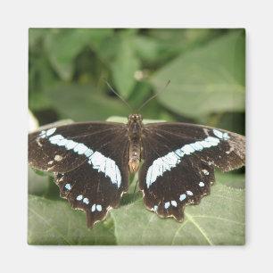 Aimant Papillon tropical noir et blanc