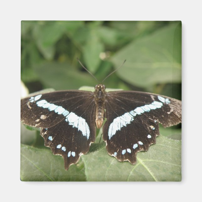 Aimant Papillon tropical noir et blanc (Devant)