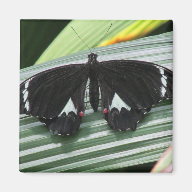 Aimant Papillon tropical noir et blanc (Devant)