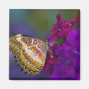 Aimant Papillon Tropical sur Fleurs Violettes