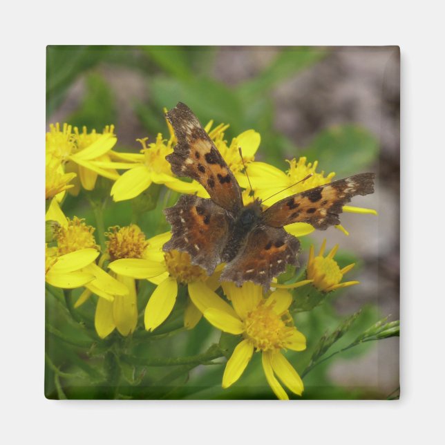 Aimant Papillon virgule dans le parc national de Glacier (Devant)