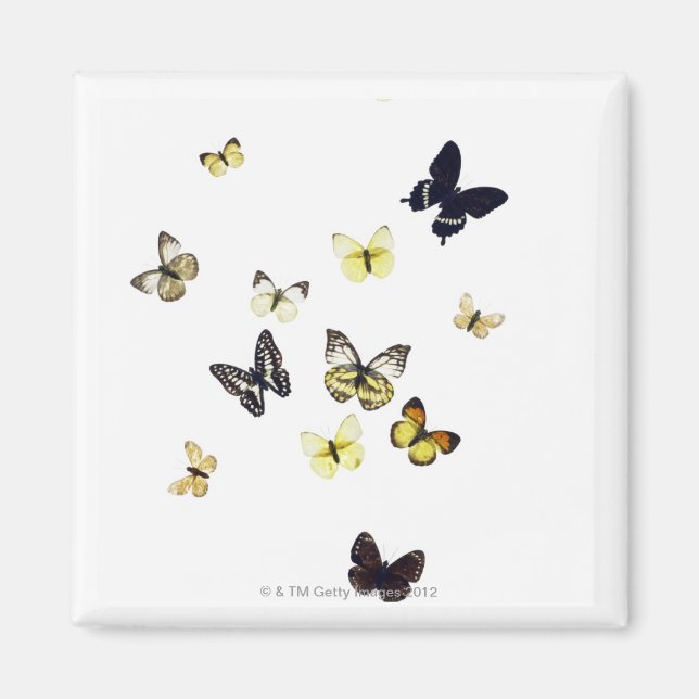 Aimant Papillons abattus sur blanc (Devant)