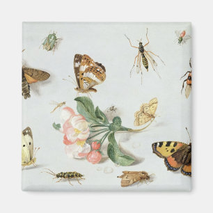 Aimant Papillons, mites et d'autres insectes