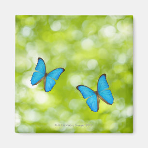 Aimant Papillons volants, Composite numérique