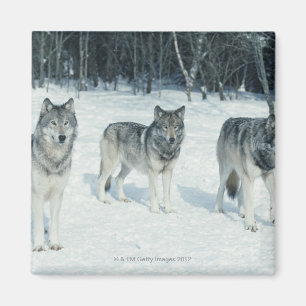 Aimant Paquet de loups au bord de la forêt neigeuse