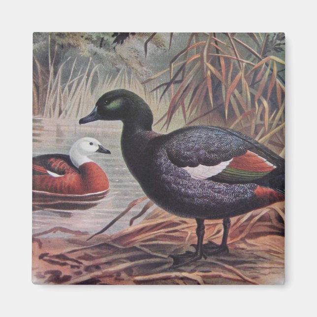Aimant Paradis vintage Shelduck (Devant)