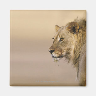 Aimant Parc franchissant les frontières de Kgalagadi, le