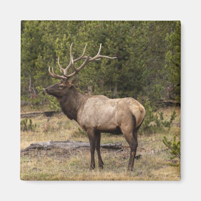 Aimant Parc national Bull Elk Yellowstone, Wyoming (Devant)