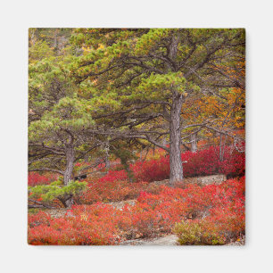 Aimant Parc national d'Acadia, Maine