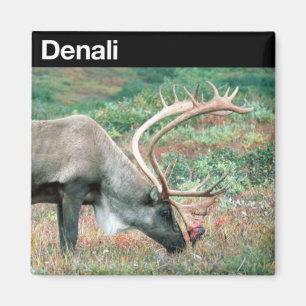 Aimant Parc national de Denali