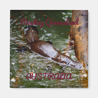 AIMANT PARC NATIONAL DE PLATYPUS EUNGELLA AUSTRALIE