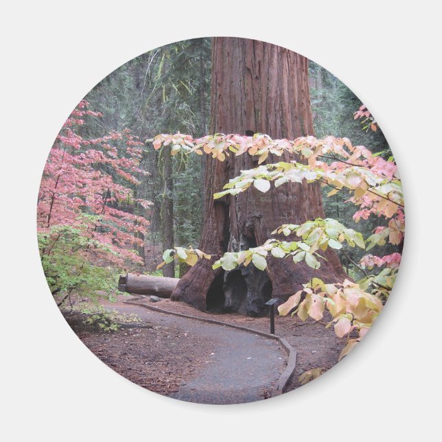 Aimant Parc national de Sequoia (Devant)