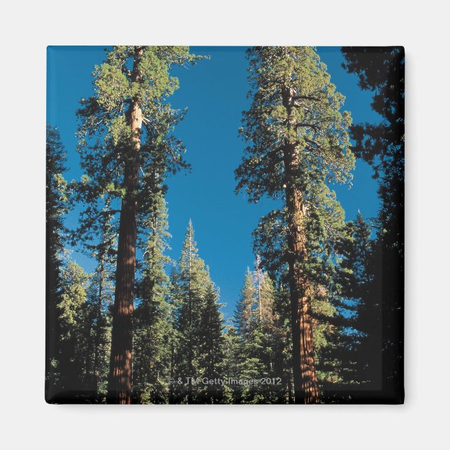 Aimant Parc national de Sequoia, Californie (Devant)