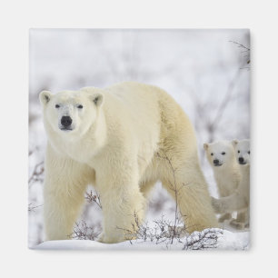 Aimant Parc national de Wapusk, Canada