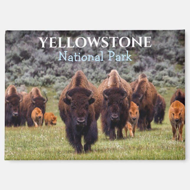 Aimant Parc national de Yellowstone Bison Buffalo (Recto)