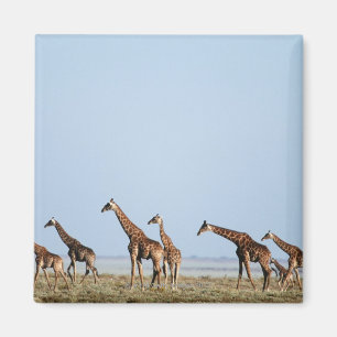 Aimant Parc national d'Etosha, Namibie 2