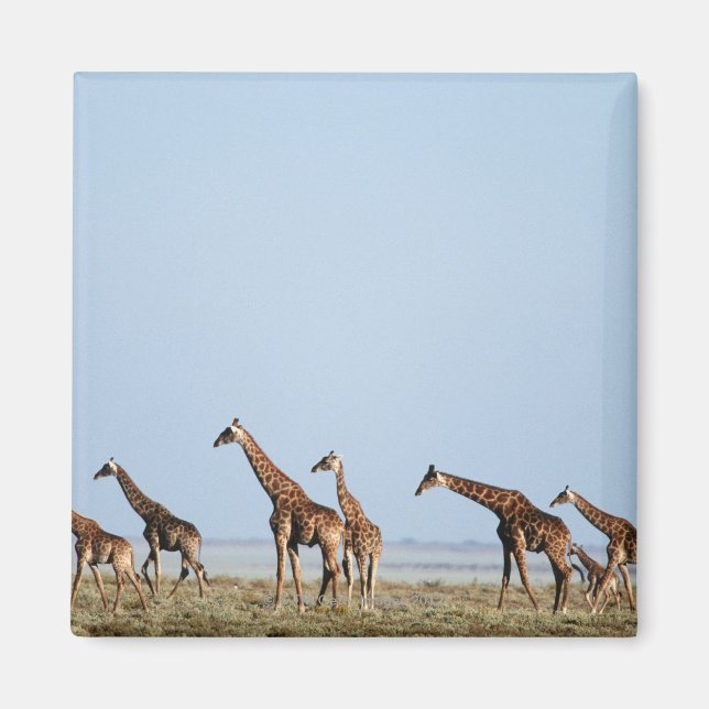 Aimant Parc national d'Etosha, Namibie 2 (Devant)