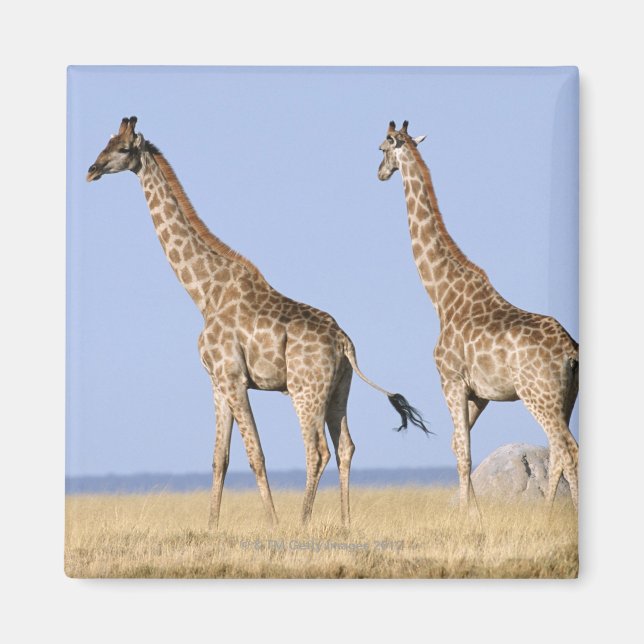 Aimant Parc national d'Etosha, Namibie 3 (Devant)