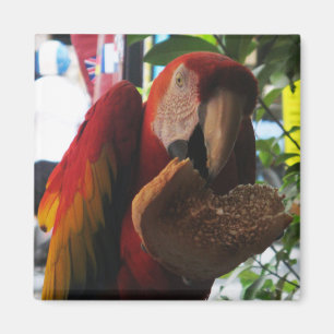 Aimant Parrot Macaw Scarlet Manger Toast