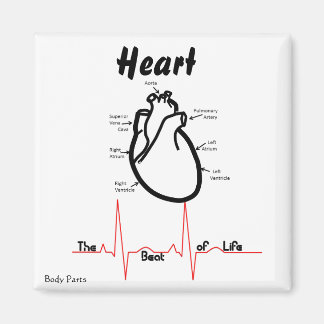 Aimant Parties du corps — Coeur humain