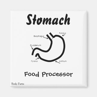 Aimant Parties du corps — Estomac humain