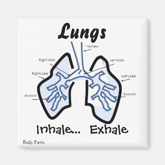 Aimant Parties du corps — Poumons humains