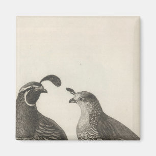 Aimant Partridge masculin et féminin de Californie