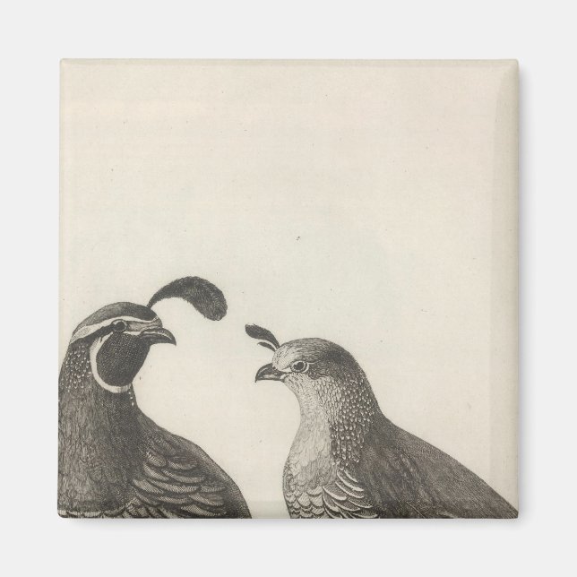 Aimant Partridge masculin et féminin de Californie (Devant)